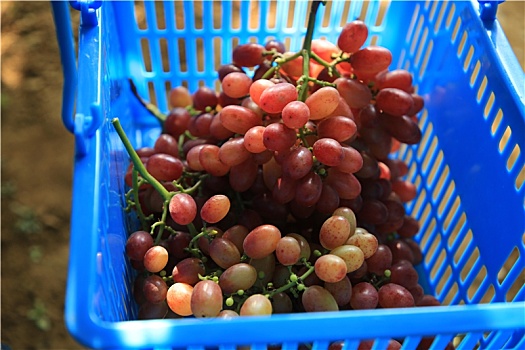 山东省日照市,初冬时节的新鲜水果,冰美人葡萄甜蜜来袭