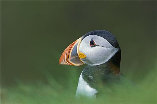大西洋角嘴海雀,北极,满,饲养,彩色,边缘,设得兰群岛,英国