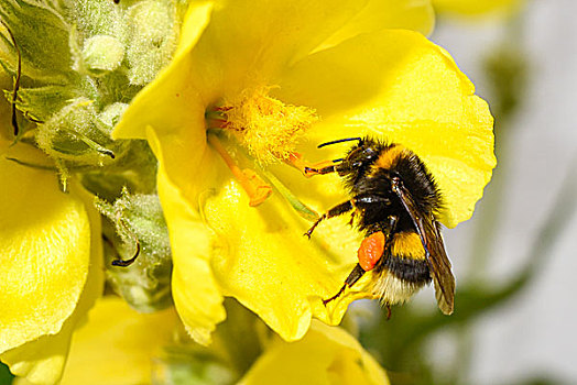 大黄蜂,熊蜂,收集,花粉,毛蕊花属,石荷州,德国,欧洲