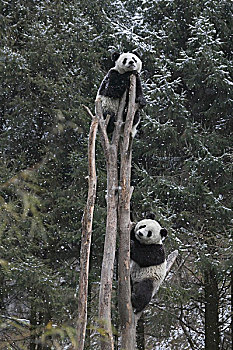 两个,熊猫,树上,雪中,卧龙,四川,中国