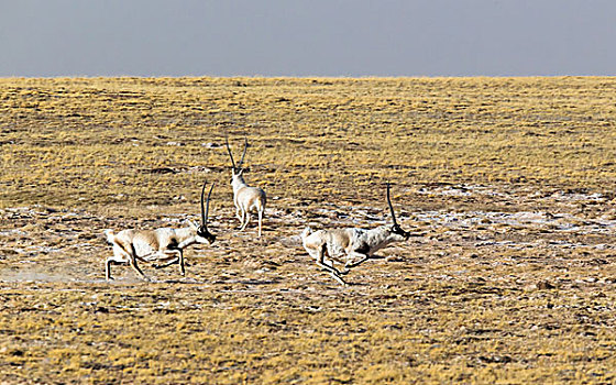 可可西里的藏羚羊