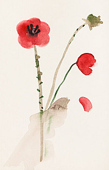 素描,红色罂粟,花