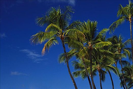 夏威夷,棕榈树,蓝天