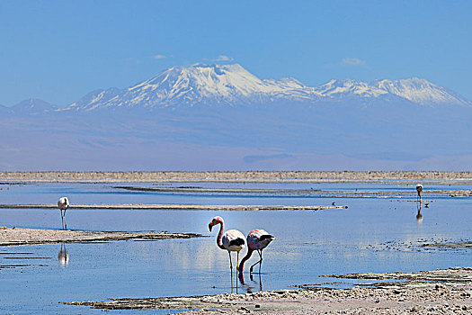 安第斯山,火烈鸟,浅,盐湖,国家级保护区,靠近,佩特罗,阿塔卡马沙漠,区域,安托法加斯塔,智利,南美