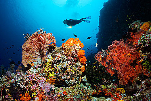 潜水,靠近,悬崖,珊瑚礁,鱼,无脊椎动物,珊瑚,大堡礁,昆士兰,太平洋,澳大利亚,大洋洲
