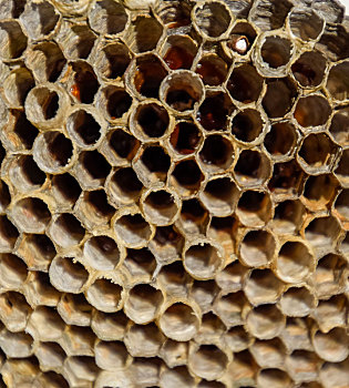 蜂巢,白杨,结束,饲养,季节,蜂蜜,蜂窝,低座小摩托
