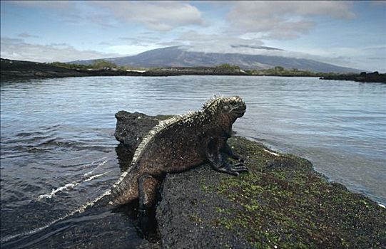 海鬣蜥,退潮,费尔南迪纳岛,加拉帕戈斯群岛,厄瓜多尔