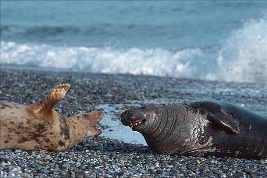 灰海豹,一对,赫尔戈兰岛,石荷州,德国