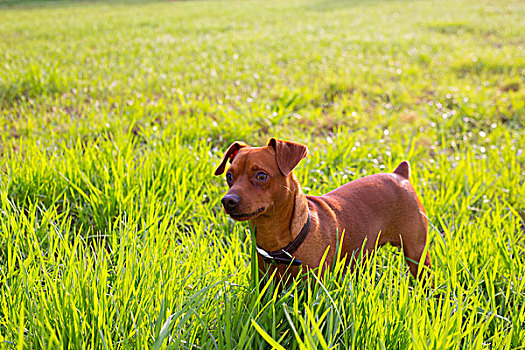 褐色,狗,迷你,绿色,草地