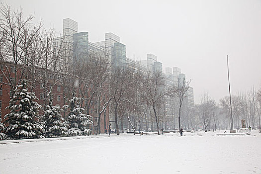 天津大学,校园