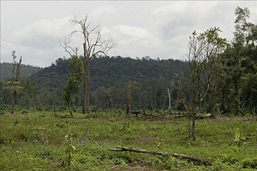 森林采伐,雨林,地区,苏梅岛,省,柬埔寨