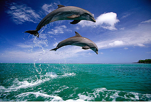 海豚,跳跃