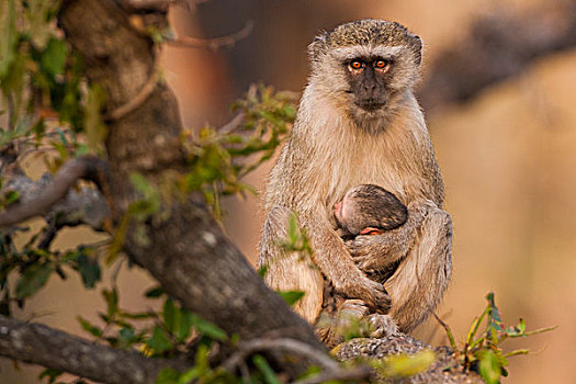 长尾黑颚猴,幼仔,奥卡万戈三角洲,博茨瓦纳