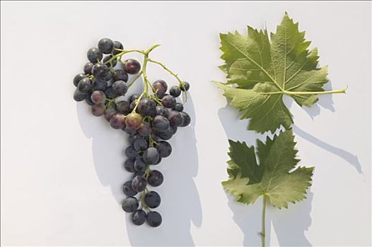 酿红酒用葡萄,品种