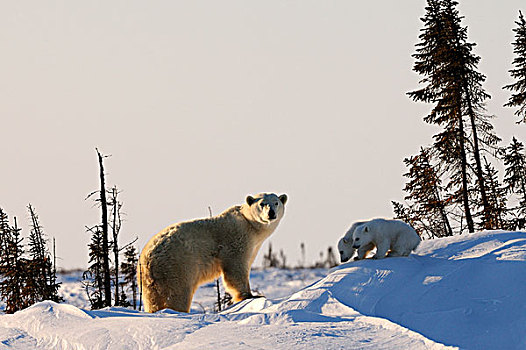 极地,熊,母熊,幼兽,站立,北极,瓦普斯克国家公园,曼尼托巴,加拿大