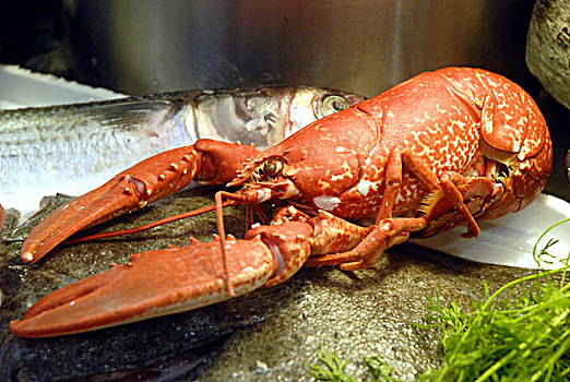 龙虾,特色食品,好,食物,2008年,奥林匹亚