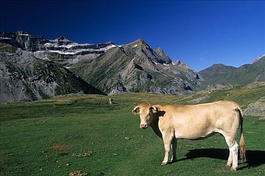 法国,母牛