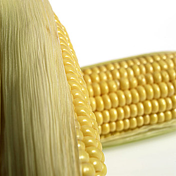 玉米,玉米棒,白色背景