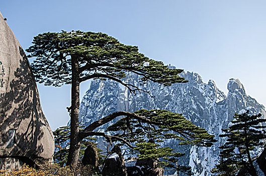 黄山著名景点迎客松