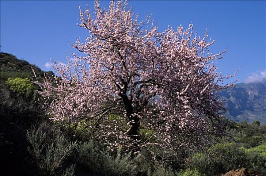 花,杏树,大卡纳利岛