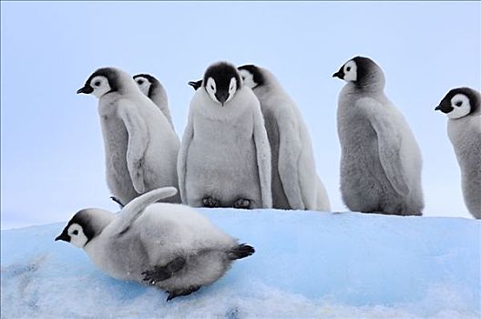 帝企鹅,幼禽,滑动,冰,雪丘岛,南极
