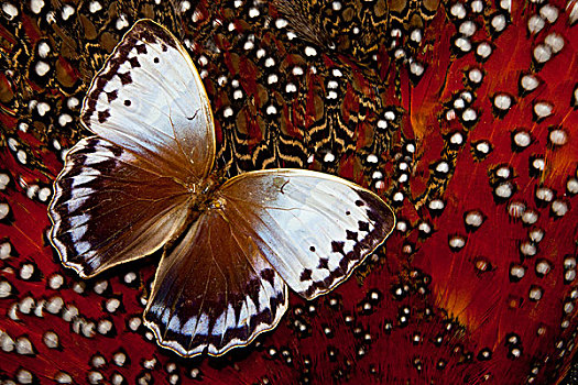 皇后,蝴蝶,羽毛,设计