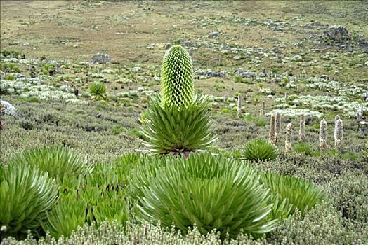 自然,花园,本土动植物,巨大,山梗莱属植物,肯尼亚山,国家公园,肯尼亚