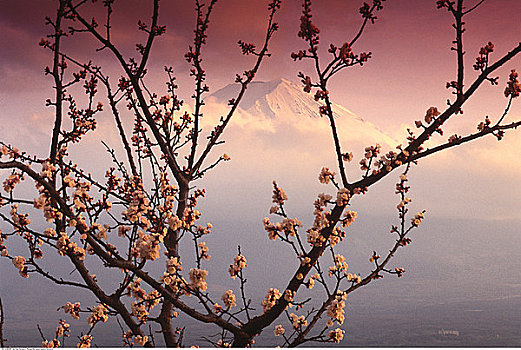 富士山,樱花,日本