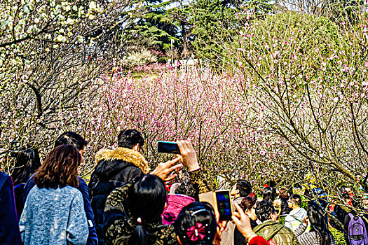 南京古林公园梅花