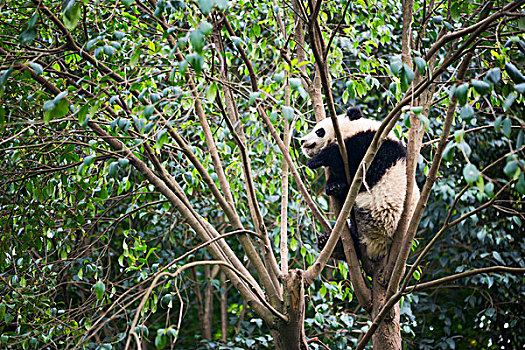 熊猫,大熊猫,竹子