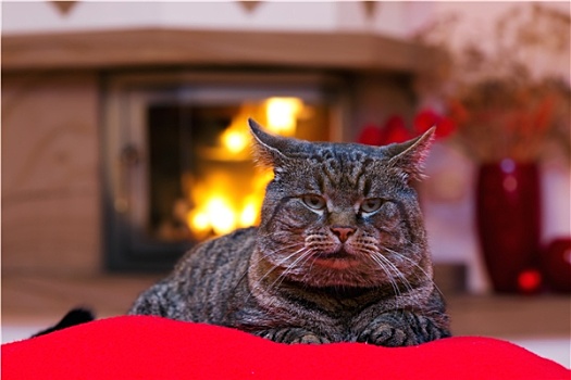 灰色,猫,壁炉