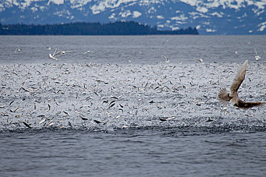大,鱼群,青鱼,喷发,表面,驼背鲸,威廉王子湾,阿拉斯加,冬天