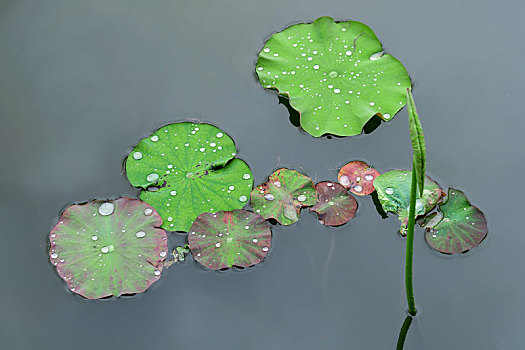 夏天雨后荷叶与水珠