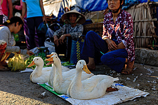 鹅,出售,越南,印度支那,东南亚,东方,亚洲