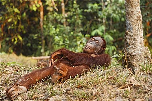 猩猩,黑猩猩,檀中埠廷国立公园,中心,加里曼丹,婆罗洲,印度尼西亚,亚洲