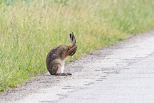 欧洲野兔,梳理,路边,新希德尔湖,国家公园,布尔根兰,奥地利,欧洲