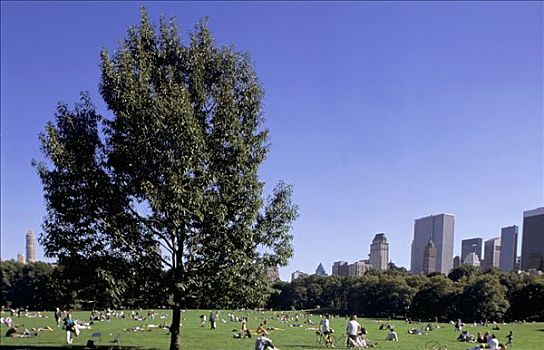 纽约,中央公园,人,草地