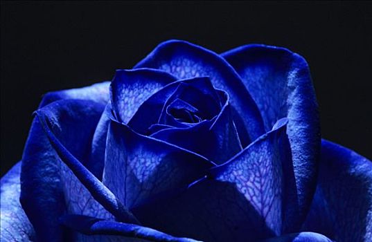 特写,蓝色,玫瑰