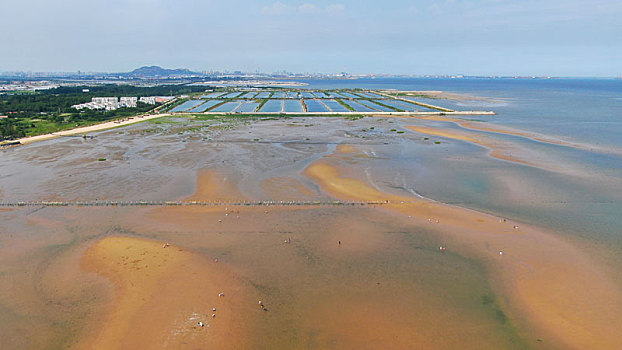 山东省日照市,夏日赶海拾贝如同赶大集,这个赶海园人气鼎盛超治愈