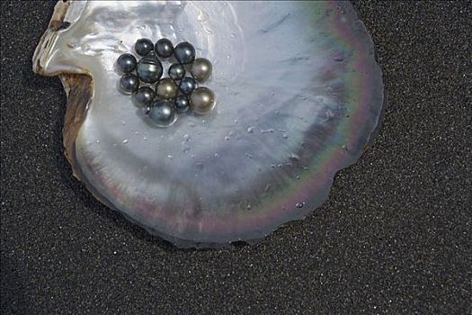 珍珠,壳,塔希提岛,法属玻利尼西亚
