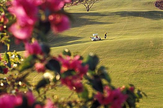 夏威夷,伴侣,打高尔夫,高尔夫球车,红色,叶子花属