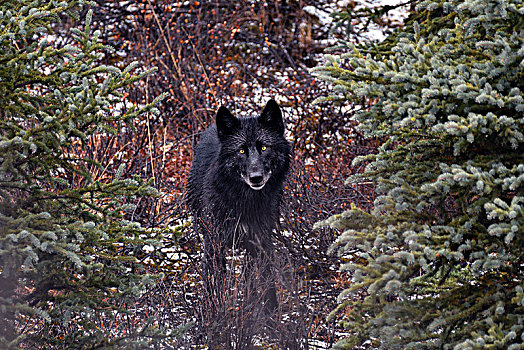 灰狼,狼,黑色,风景,站立,树,树林,德纳里峰国家公园,阿拉斯加,美国,北美