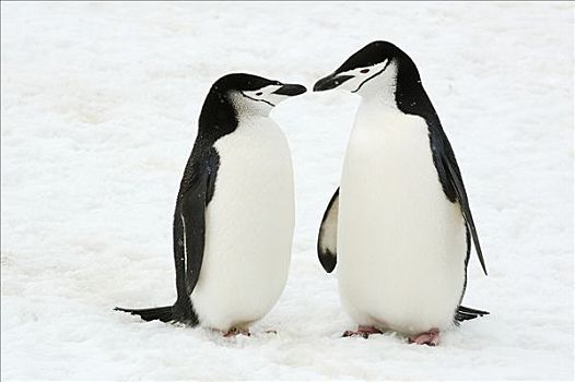 南极企鹅图片_南极企鹅图片大全_南极企鹅图片素材