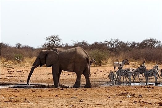 牧群,非洲象,水坑