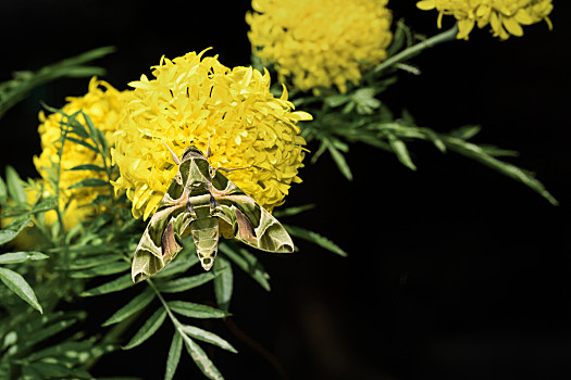 老鹰,蛾子,万寿菊,花