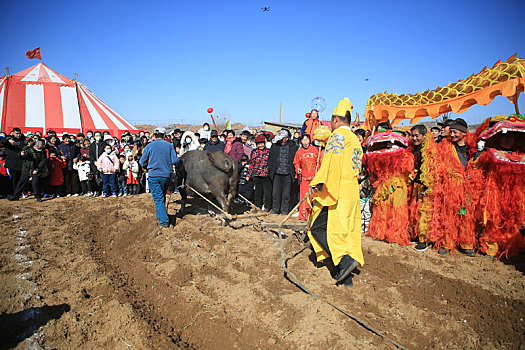 山东省日照市,田间地头闹春牛盼丰收,开启春耕序幕期盼五谷丰登