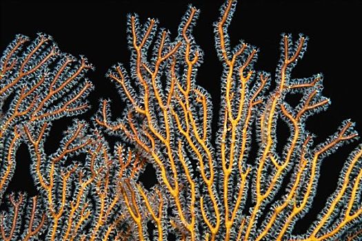 特写,珊瑚海扇,水下,米尔恩湾,巴布亚新几内亚