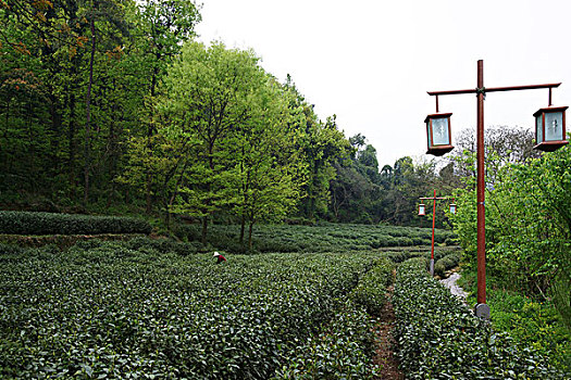 西湖茶乡,龙井