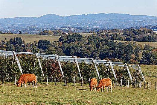 利莫辛,牛,放牧,正面,苹果树,靠近,法国,欧洲