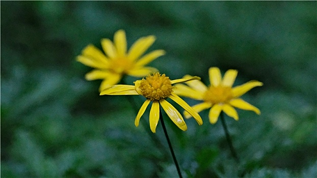 雨后黄金菊